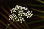 Coastal plain angelica